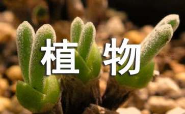 《植物媽媽有辦法》說(shuō)課稿